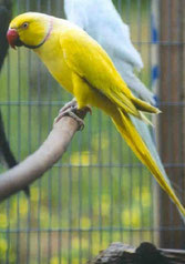 Dilute Psittacula krameri (Halsbandsittich)