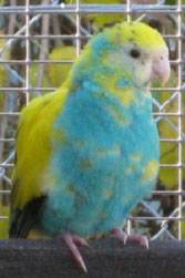 dominanat Gescheckt   Psephotus chrysopterygius dissimilis (Hoodedsittich) 