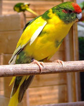 dominant Gescheckt   Cyanoramphus novaezealandia (Ziegensittich) 