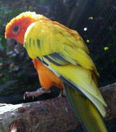 dominant Gescheckt   Aratings soltitialis (Sonnensittich) 