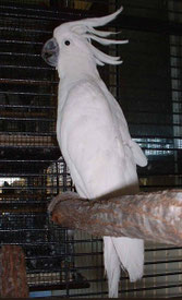 Blau   Cacatua galerita (Gelbhaubenkakadu) 