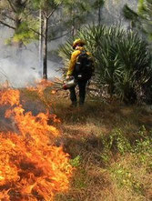 photo via Florida Dept. of Agriculture