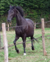 cavaltitude cheval