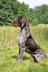 Jagdhunde im Jagdverein Hubertus Gießen