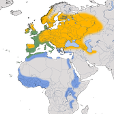 Karte zur Verbreitung der Mönchsgrasmücke (Sylvia atricapilla)