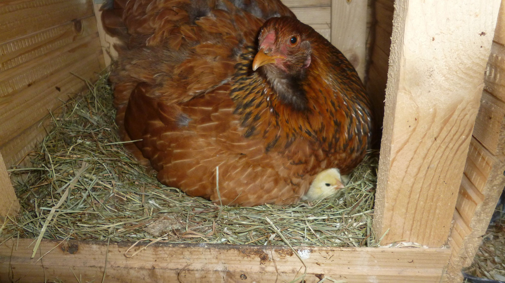 mit Glucke - Huhn-erleben.de zeigt das Hühnerleben!