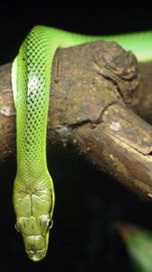 Snake upside down, Singapore zoo