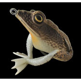 Realistic Frog