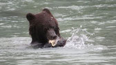 USA, Alaska Haines - Aug. 2016