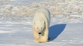 Kanada, Churchill, Hudson Bay 2006