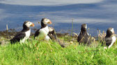 Schottland, Staffa Island - Juli 2022