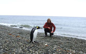 Chile Königspinguine