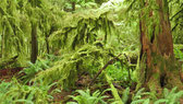 Kanada, Vancouver Island - Juni 2017