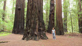 USA, Redwoods am Pazifik - März 2016