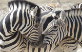 Namibia Etosha im Camper