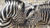 Namibia Etosha im Camper