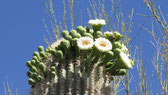 USA, NP Saguaro - April 2014