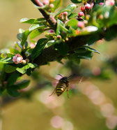 Erste Versuche mit meiner Canon 1000D