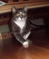 Katze Berta