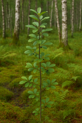 Ein junger Faulbaum in seinem typischen Lebensraum – ein lichter, moosbedeckter Moorwald mit Farnen und feuchtem Untergrund, umgeben von schlanken Birkenstämmen im Hintergrund.