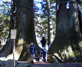 　　　　樹齢１２００年の大杉