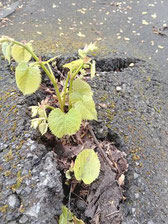 Radweg Großenbaumer Allee (Bild: Michael Roth)