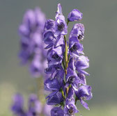 Aconite bei Grippe Homöopathie Berlin