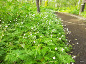 山野草