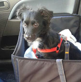 Chez Nous Pas Dostracisme Galgos Angel