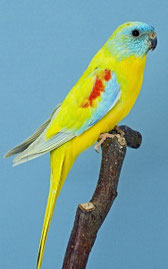 Dilute Neophema pulchella (Schönsittich)