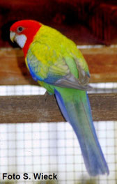 Dilute Platycercus eximus (Prachtrosellasittich)