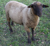 Zuchtbock