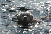 La tête d'un golden retriever qui nage dans l'eau par coach canin 16 educateur canin à domicile cognac