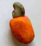 Cashew nut with its fruit