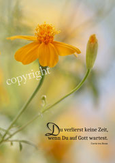 Tagetes, Pflanze, Christliche Kunstkarten
