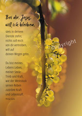 Weinstock, Spitta, Reben, Christliche Kunstkarten