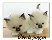 Download Tijger streicheln Desktop Wallpaper Tijger Streicheln