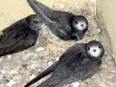 junge Mauersegler; normal sind 2 Junge   Foto: Ernst Groth