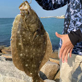 季節の釣りを楽しもう 釣り物一覧 東京湾 浦安の釣り船は 西栄丸