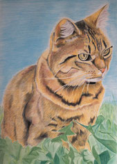 Katzenportrait farbig zeichnen lassen von Kunst meiner Seele, sehr preisgünstig schon ab 52 Euro ein kleines Meisterwek und ewige Erinnerung an ihren kleinen Vierbeiner