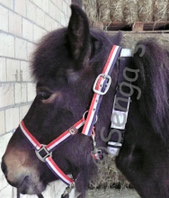 Stretchhalsband Pferd Aktivstall