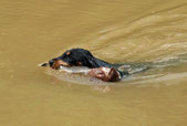 Jack bei der Wasserarbeit