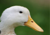Producteur de foie gras, élevage canard, Guizerix 65 Hautes-Pyrénées