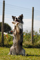 Addestramento cani Viareggio , agility dog Viareggio , addestratore ENCI , centro cinofilo Versilia , educazione cani , cuccioli , socializzazione , recupero comportamentale , Corsi agility dog Versilia , massarosa , lido di camaiore , lucca