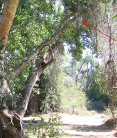 Trappola a caduta per elefanti in foresta