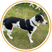 Lucky Soul: Hund der Lucky heisst