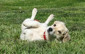 un chien blanc sur le dos se roule dans l'herbe par coach canin 16 dresseur chiens angoulême