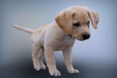 Chiot curieux