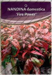 Nandina Fire Power