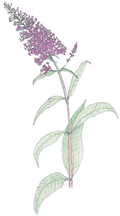 activité botanique et balade en ville autour des fleurs urbaines avec L'Épi Sauvage - activités & sorties botaniques
